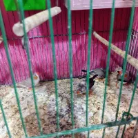 سه جفت فنچ