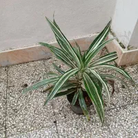 حراج گل و گیاه