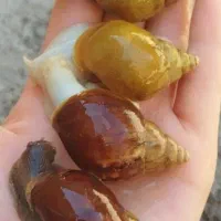 حلزون البینیو