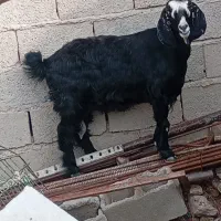 بز اصل نسل دار