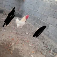 خروس چهل تاج اصل رزق روزی