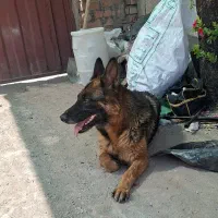 سگ ژرمن شولاین ماده