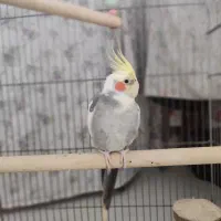 عروس هلندی گرینچیک طولی ملنگو