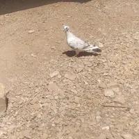 کفتر نر