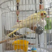 فروش یک جفت عروس هلندی