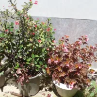 گل زیبا