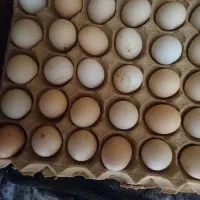 تخم مرغ محلی