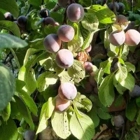 فروش آلوتازه  روی درخت حصار گلستان طرقبه