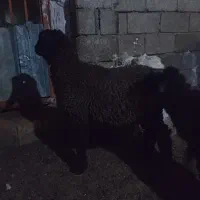 ۲راس بره نر