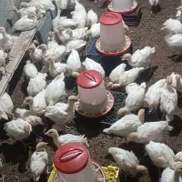 جوجه بیوتی شیش زرین