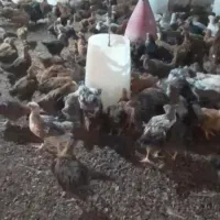 جوجه‌مرغ‌رسمی‌و‌جوجه‌اردک‌محلی