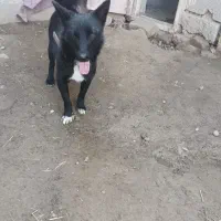 توله نژاد دار