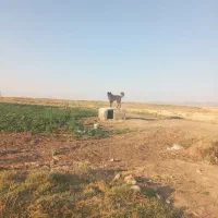 عراقی|سگ|سردرود, |دیوار