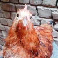 مرغ و خروس