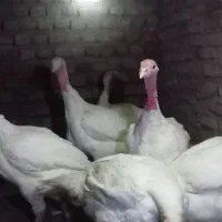 بوقلمون گوشتی