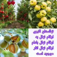 نهال در میاندربند