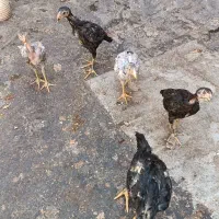 لاری اوشاما صیل