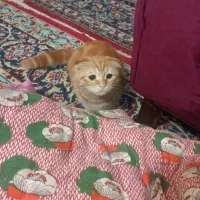 برای جفت گیری ویا فروش