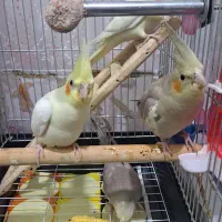 عروس هلندی