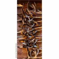 تدریس خصوصی ساز سنتور به صورت حضوری و آنلاین