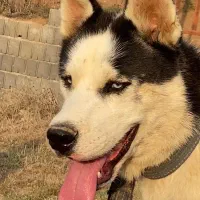 سگ هاسکی