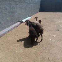 میش زاییده جوان