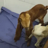 کره نر پاکستانی اصل شش ماهه لنگ سه قلو