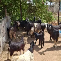 فروش 36 بز و 30کهره و 2چپش
