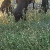 میش و بره افشاری دوقلو زا