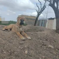 سگ هیکلی