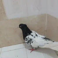 ماده کله سیاه ساده مگسی نر افشون سینه سرخ