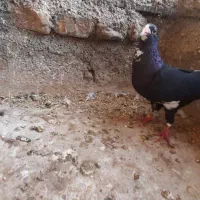 پلنگ معاوضه با جفت دیگه