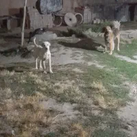 سگ سرابی