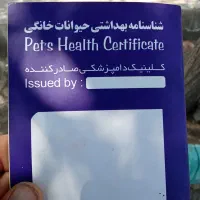 سگ شیتزوتریر