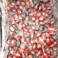 خرما مضافتی