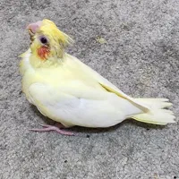 جوجه عروس هلندی سرلاکی