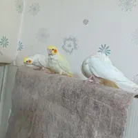 سه تا جوجه لوتینو چشم شرابی کینگ سایز