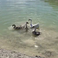 ۴ تا قو غاز اصل هد دار