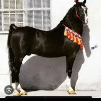 کارگر جهت کار در اسطبل