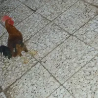 مرغ وخروس