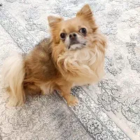 شیواوا موبلند اپل هد نر وزن دو کیلو