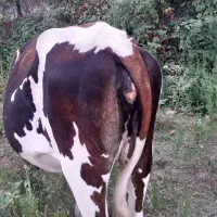 یک عدد گاو ماده شکمدار