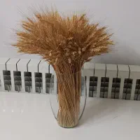 خوشه گندم و پر طاووس، تک گل رز
