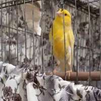 قناری رسمی زرد لیمویی مدادی قرص خون صبح تا شب