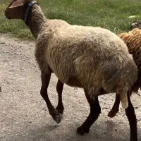 فروش گوسفند ماده