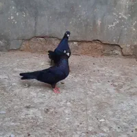 کبوتر ابادانی