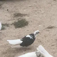 کبوتر شازده