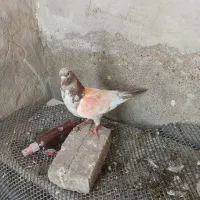 کفتر