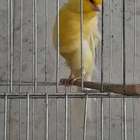 قناری