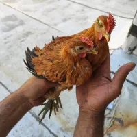 جوجه خروس لری عشایری